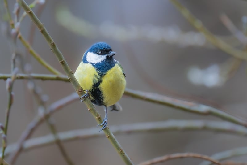 Bird Watching Escapes