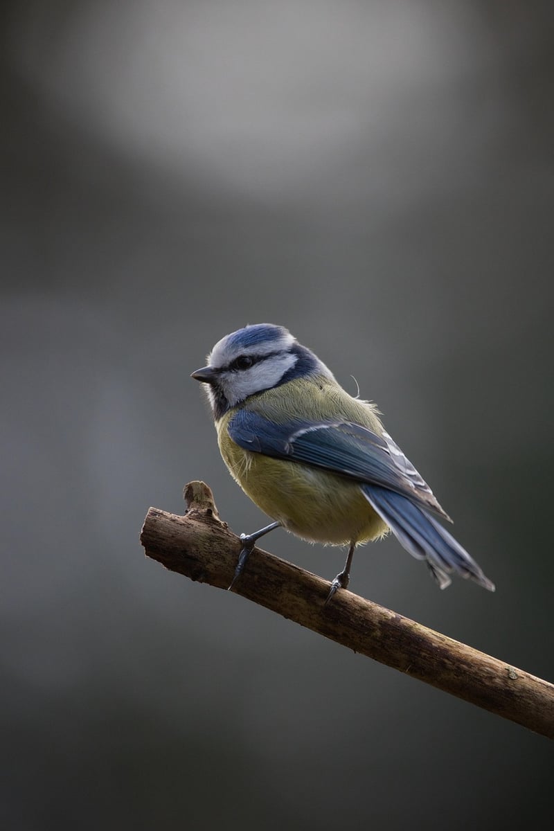 Bird Watching Escapes